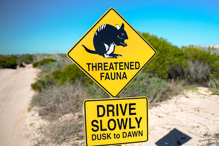 A yellow and black road sign that reads: threatened fauna; drive slowly dawn to dusk.