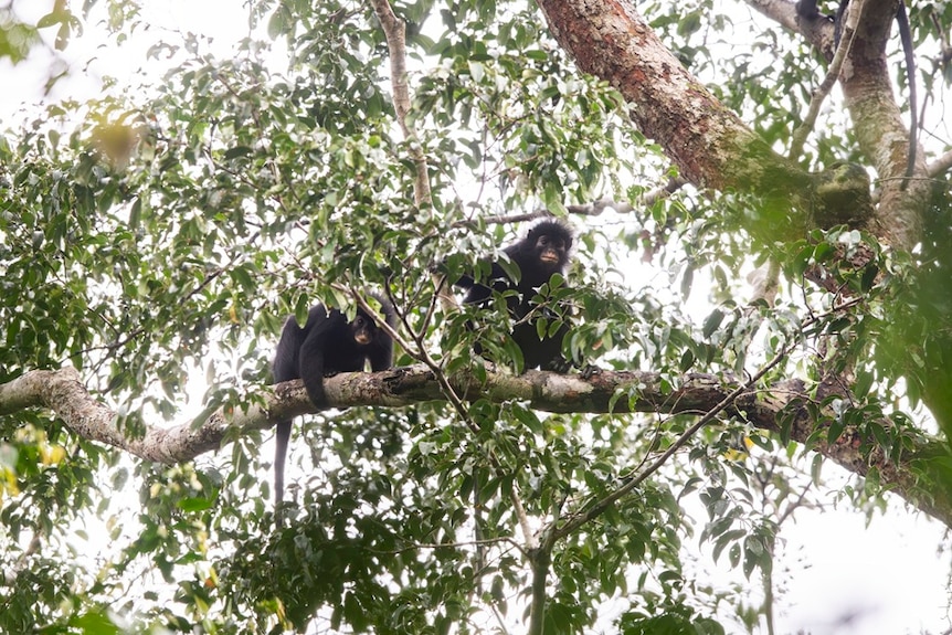 Two monkeys on a tree branch.