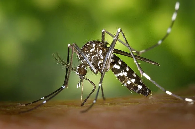The Asian tiger mosquito is now spreading in these parts as well.