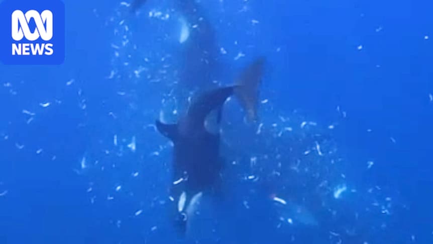 Orcas filmed ramming sunfish so hard it explodes in cloud of scraps