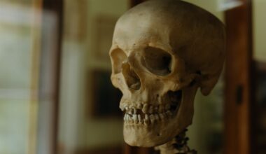 A Human Skull
