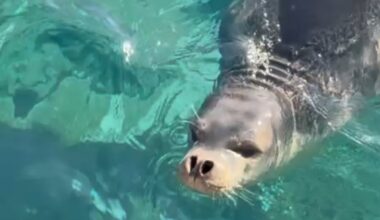 Seal surprises bathers under the runway