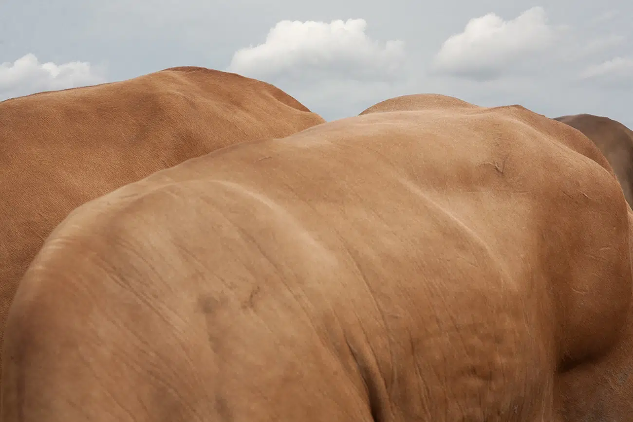 Bovine Photography