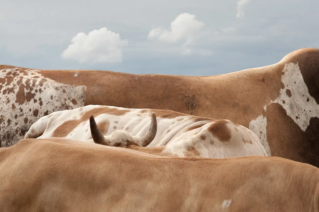 Bovine Photography