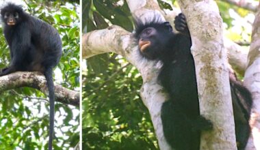 New species alert: Colobus Congoensis is a monkey with orange lips - CTV News