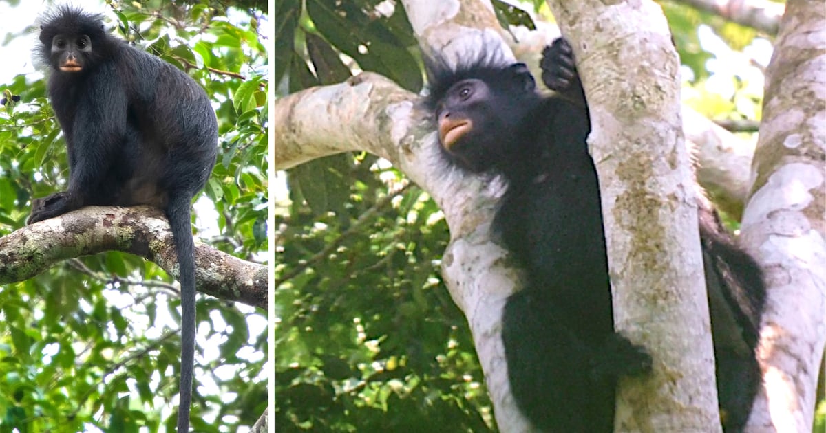 New species alert: Colobus Congoensis is a monkey with orange lips - CTV News