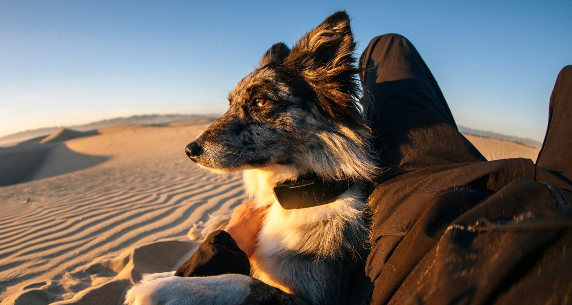 Your lost dog can now call home with the world's 1st satellite-connected dog collar