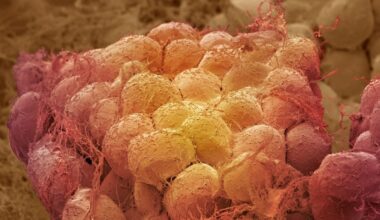One Diet Helped Aging Mice Lose Fat While Preserving Muscle : ScienceAlert