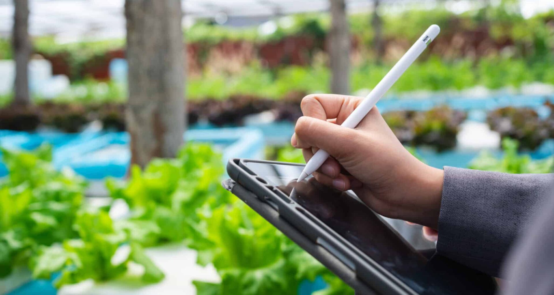 Close up of a professional using a digital tablet to monitor crop growth and farm data, highlighting precision agriculture and technology driven farming