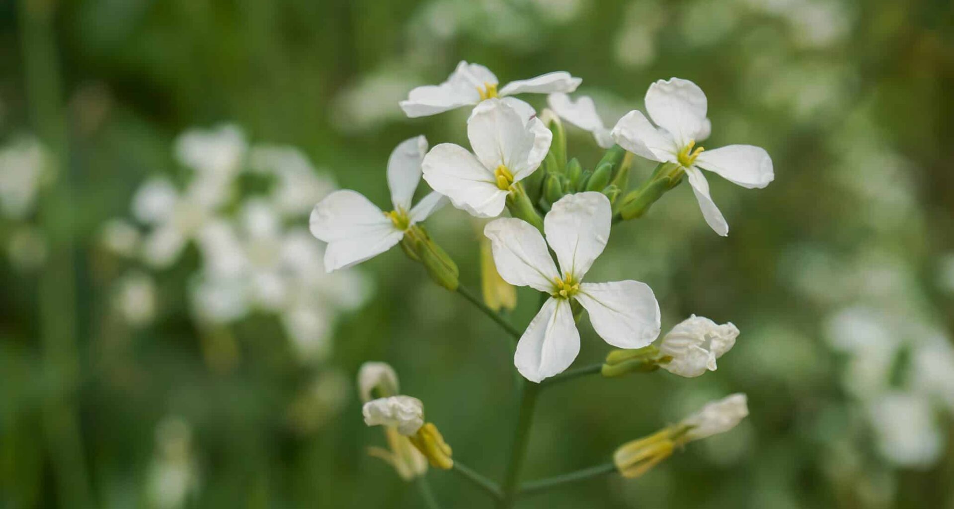arabidopsis thaliana flowers