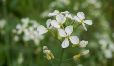 arabidopsis thaliana flowers