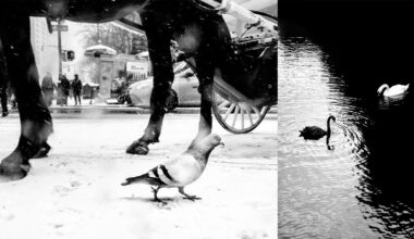 'Street Safari' by Alan Schaller Finds Humanity in Animals