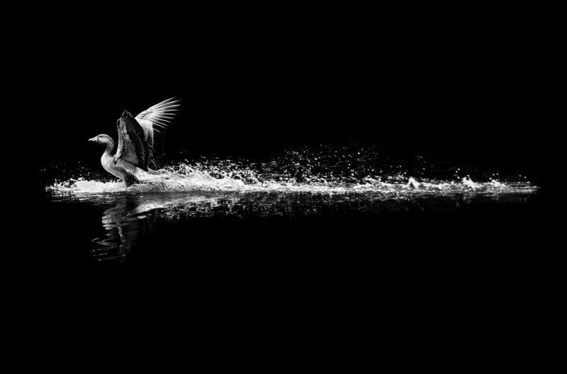A black and white photo of a waterbird with wings outstretched, landing or taking off on rippling water, creating a splash against a dark, minimalist background.