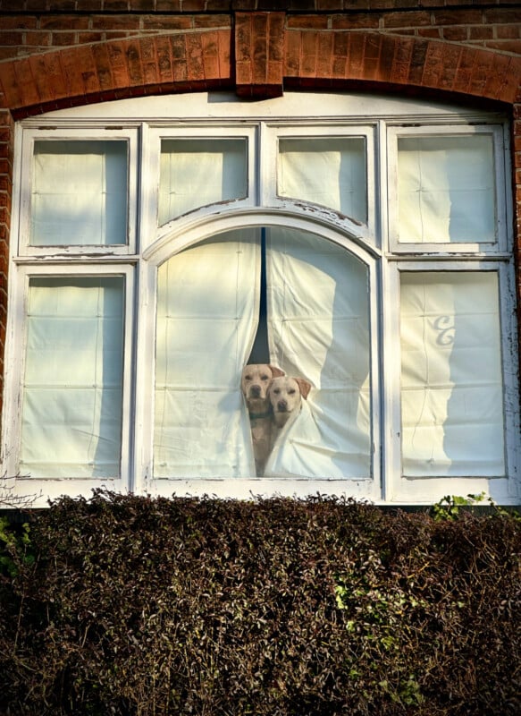 Two dogs with light fur peek through parted white curtains at a window framed by brick and ivy, looking outside from inside a building.