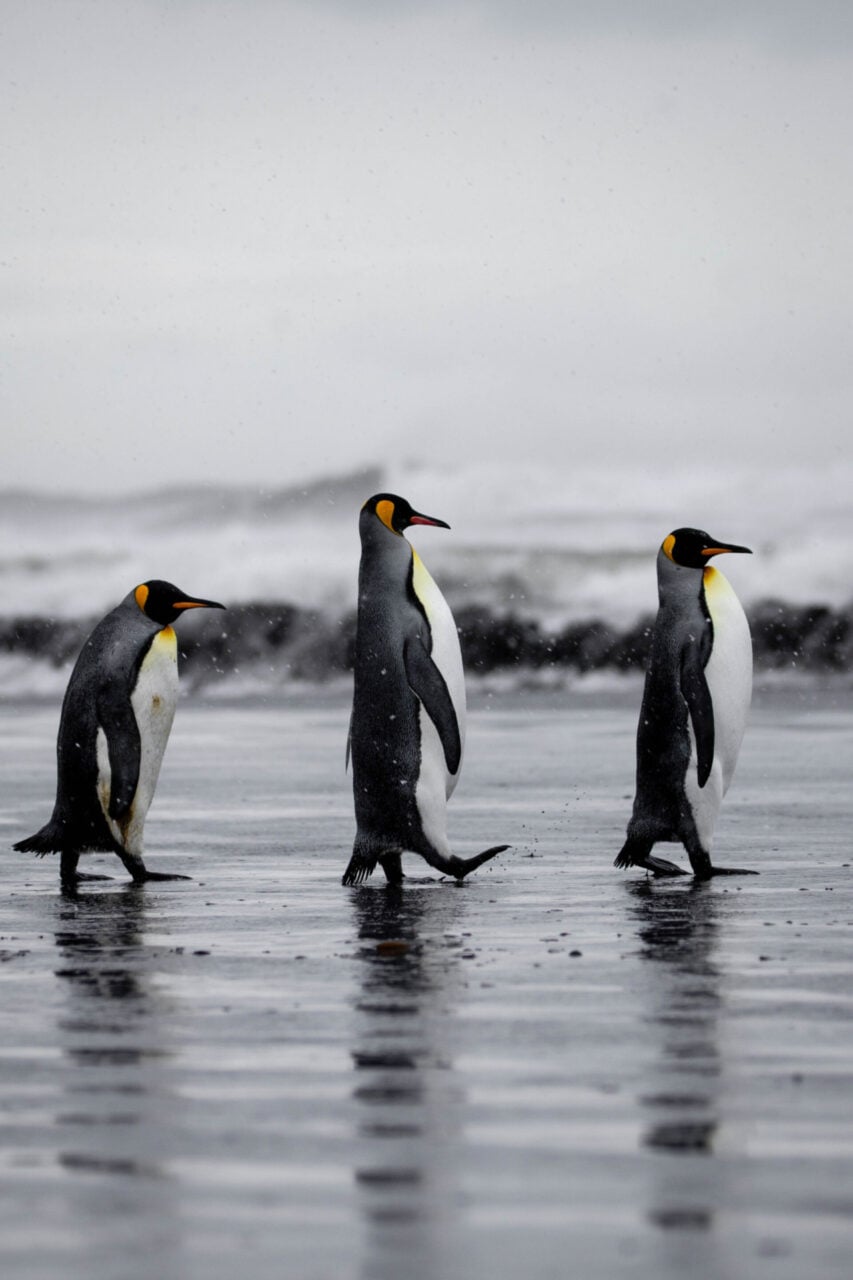 Antarctica 2026 Mathilde Chevallay Abbey Road 34 Honorable Mention 1920x2880