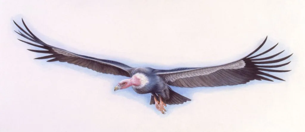 Argentavis bird in flight