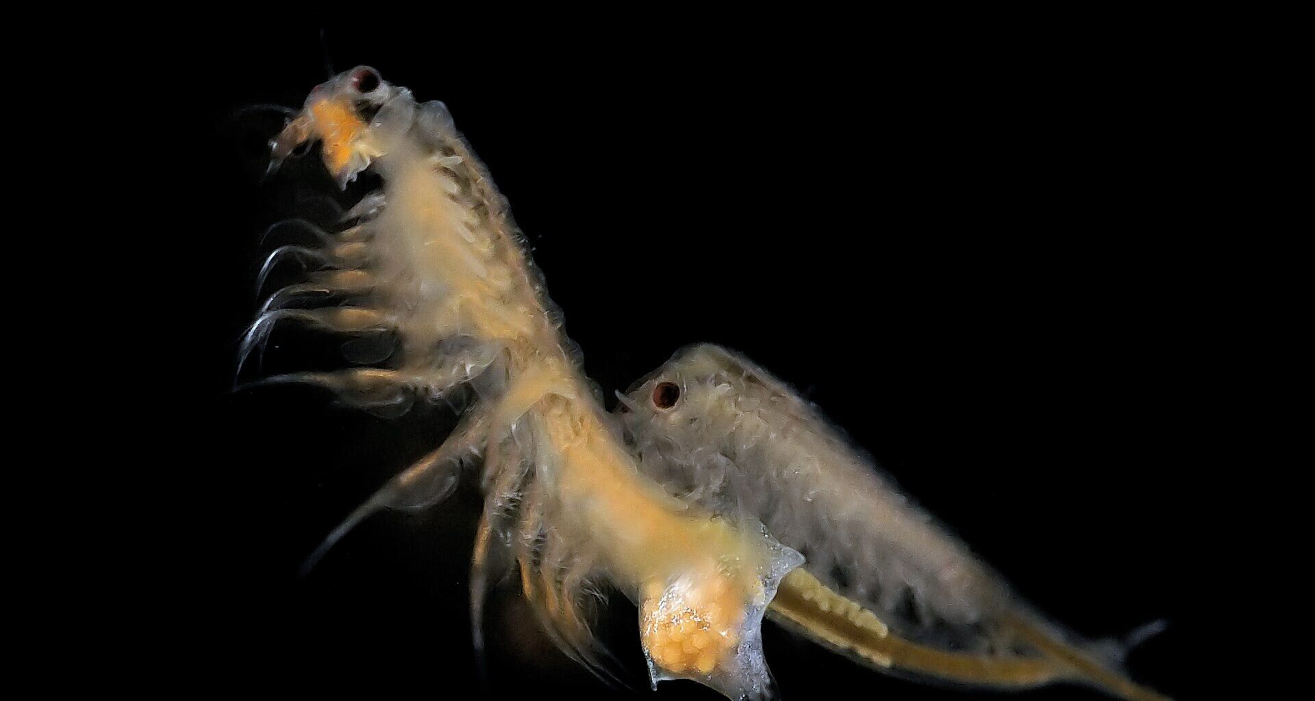 Image of brine shrimp, like those used in the experiments. Credit - Hans Hillewaert / Wikimedia commons