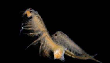 Image of brine shrimp, like those used in the experiments. Credit - Hans Hillewaert / Wikimedia commons