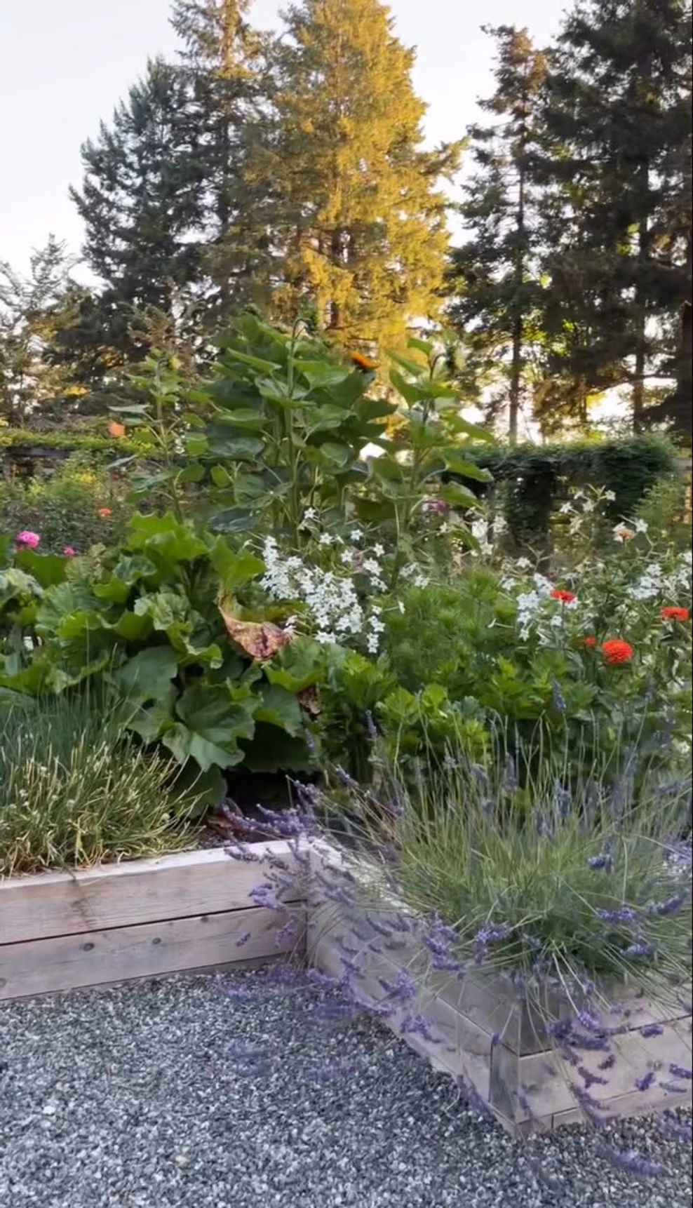 B.C. garden