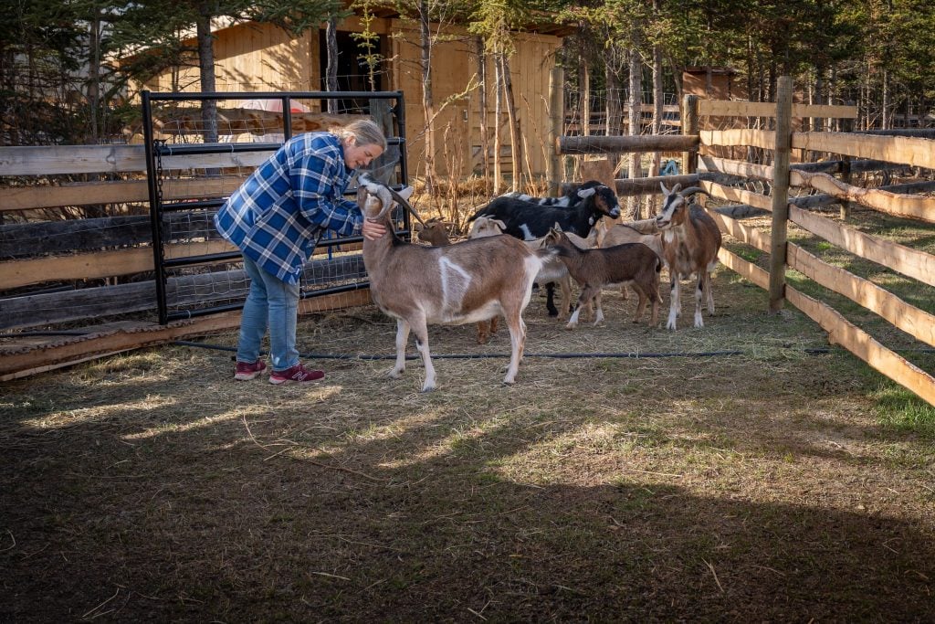 Nataschaa Chatterton interacting with goats in a wood-fenced pen.