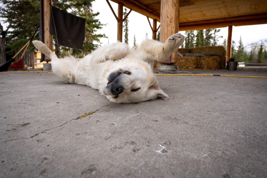 A white dog happily rolling over on its back.