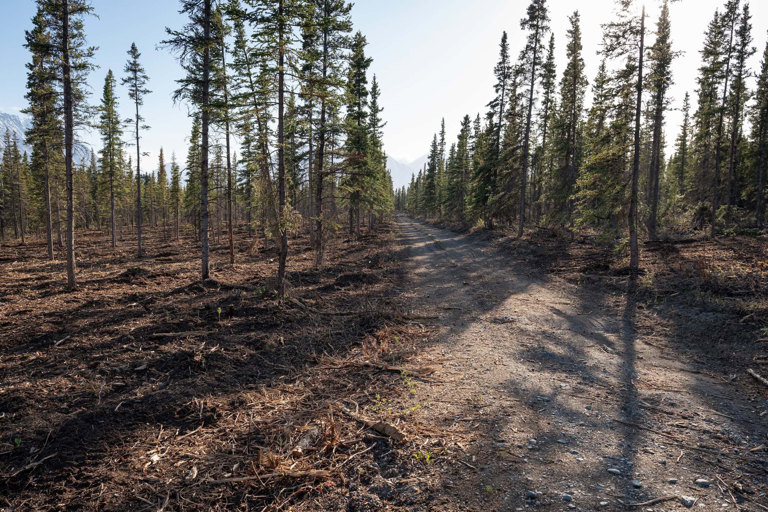 A lightly forested area with a paved road running through it.