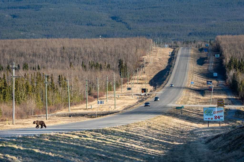 A bear walking across a road with cars approaching in the distance.