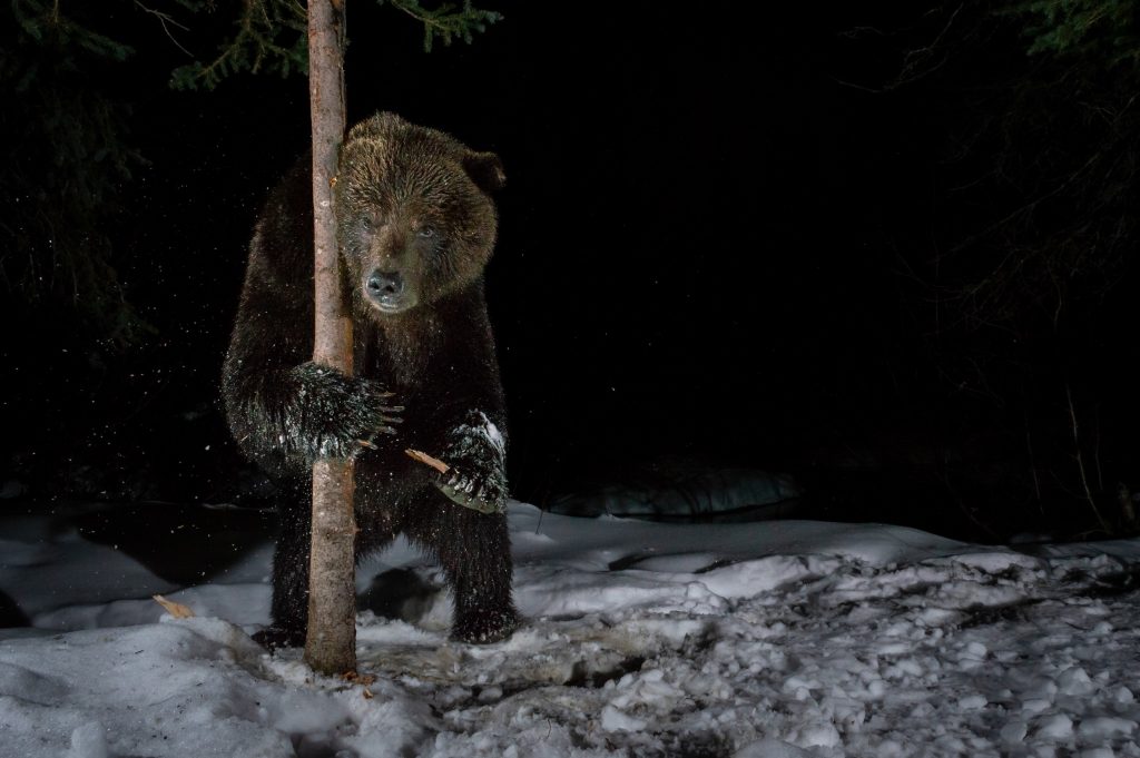 A grizzly bear rubbing on a tree trunk at night.