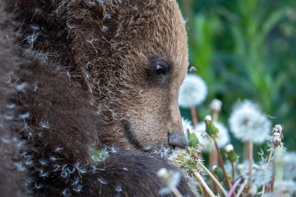 A grizzly bear covered in dandelion seeds.