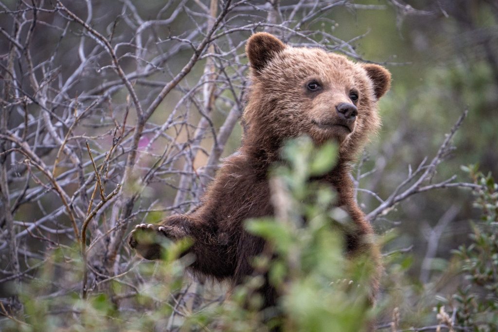 A grizzly bear cub in the branches of a tree.
