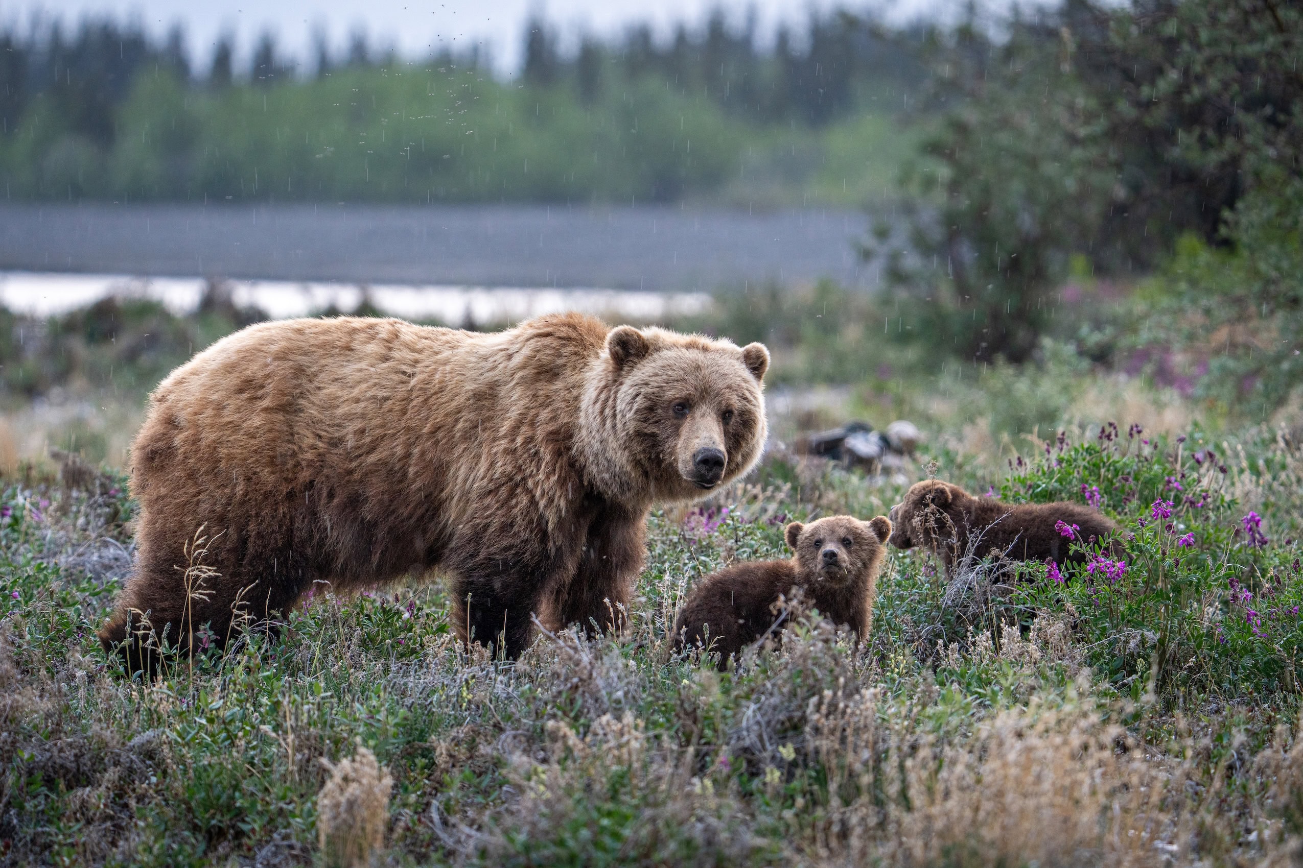 A grizzly bear and two cubs in an alpine meadow.