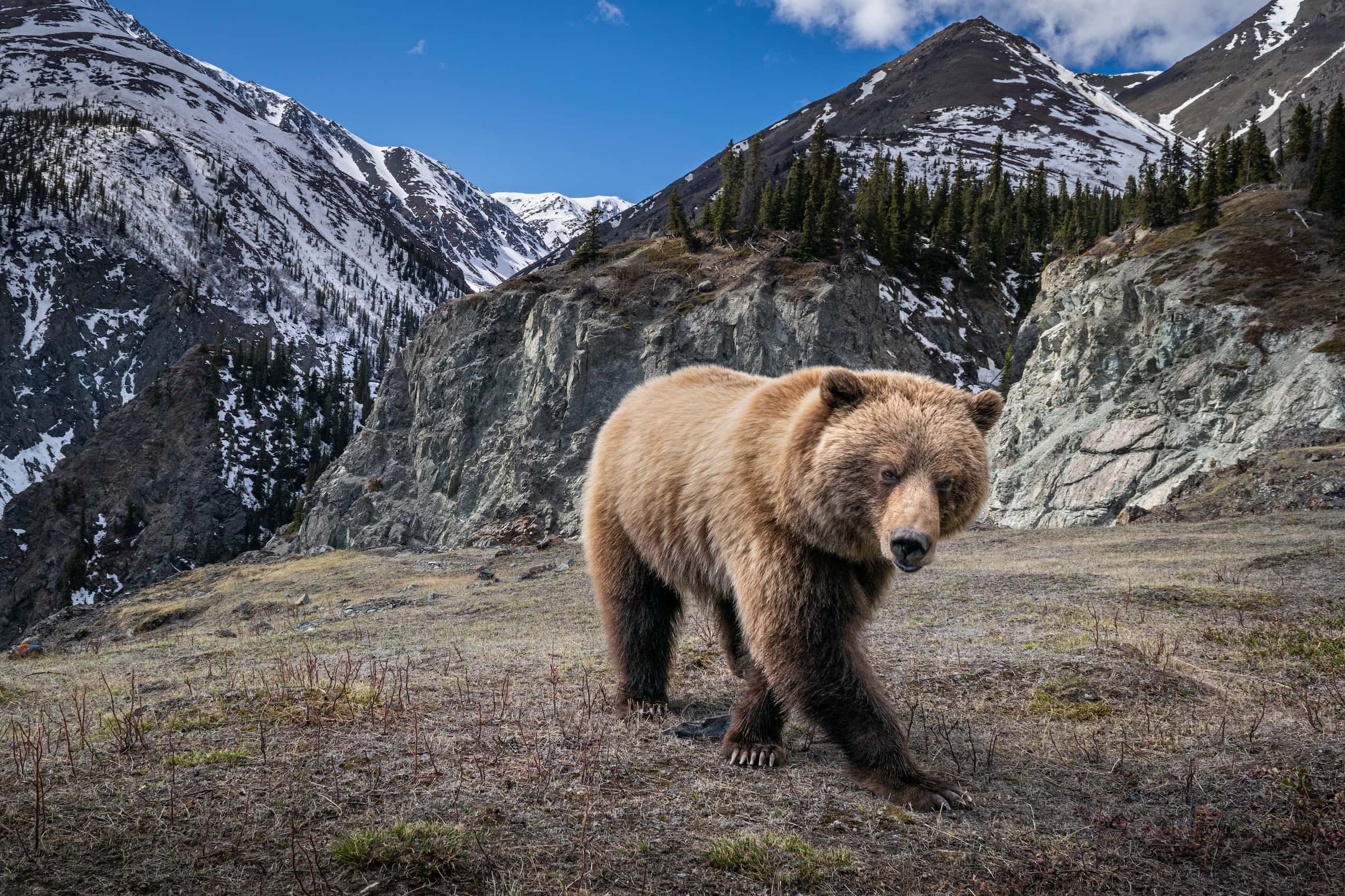 A grizzly bear walking across a field with ice-covered mountains in the background.