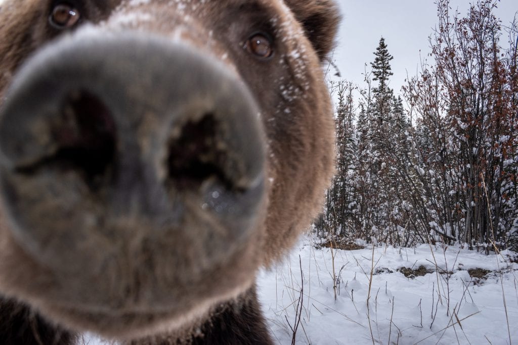 A close-up of a grizzly bear's nose sniffing a trail camera.