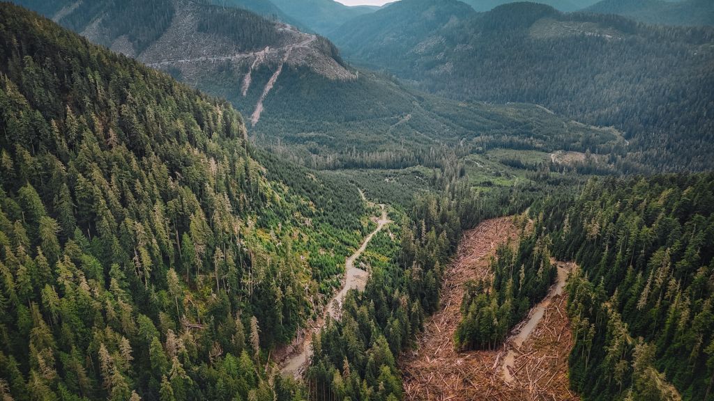 A drone view of the Walbran Valley on Vancouver Island. There are a couple of cutblocks of varying ages in view and logging roads wind through the landscape