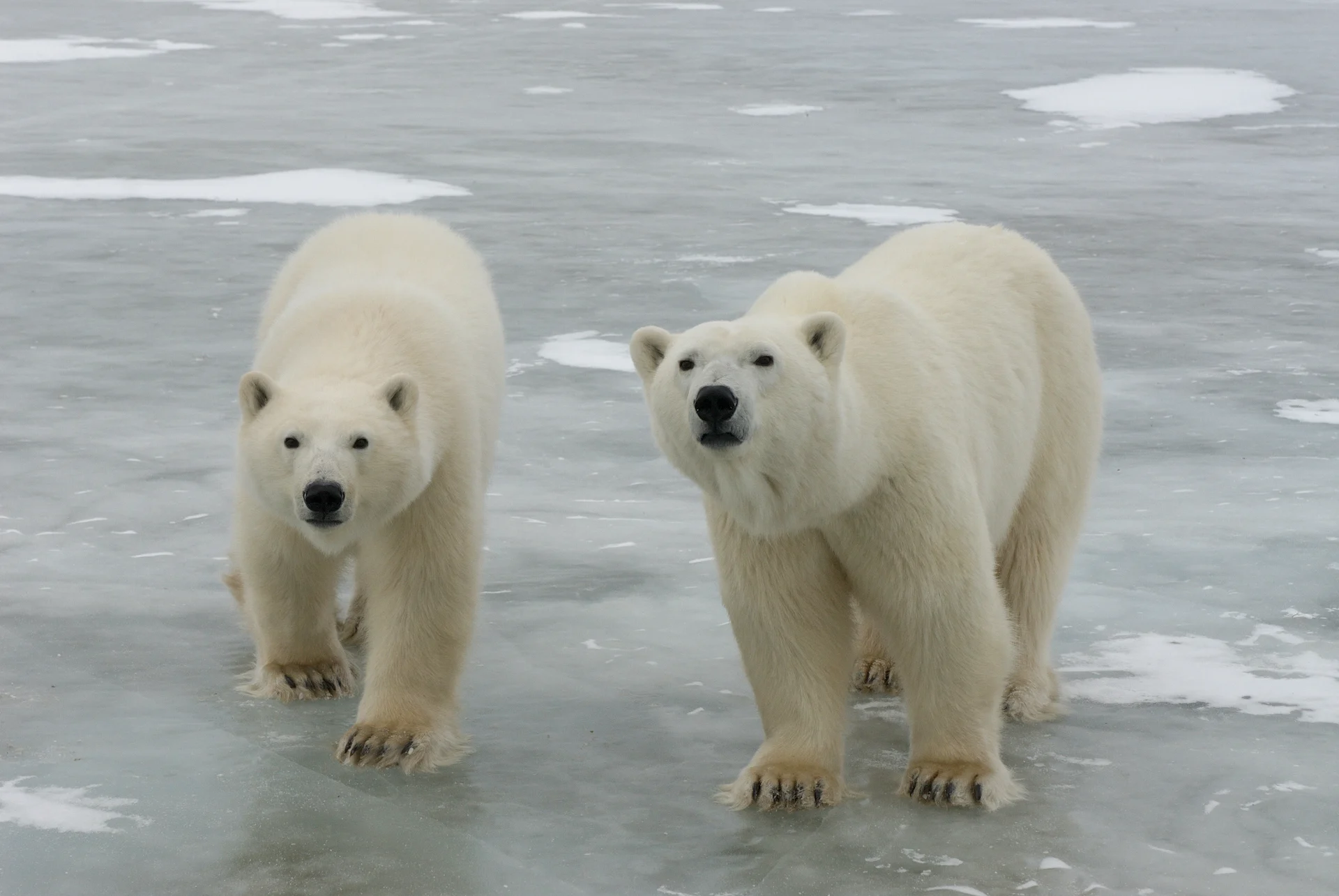 Polar bears/BJ Kirschhoffer/B0021531?Submitted to The Weather Network