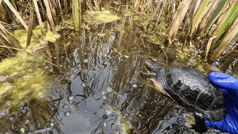 A turtle being released into the water, followed under the water.