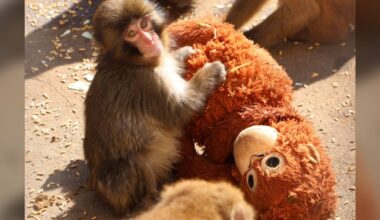 Zoo shares update as viral monkey Punch marks first birthday - CTV News
