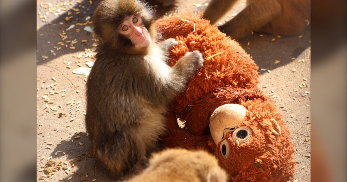 Zoo shares update as viral monkey Punch marks first birthday - CTV News