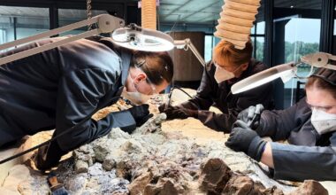 Massive skeleton of prehistoric predator: 2,000 volunteers to restore