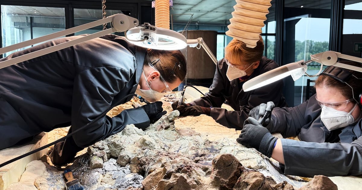 Massive skeleton of prehistoric predator: 2,000 volunteers to restore