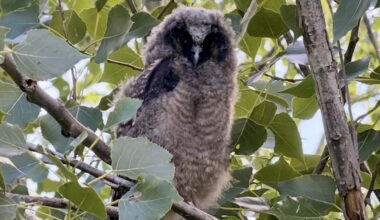 Orphaned long-eared owlet gets second chance thanks to vigilant family - PembinaValleyOnline.com