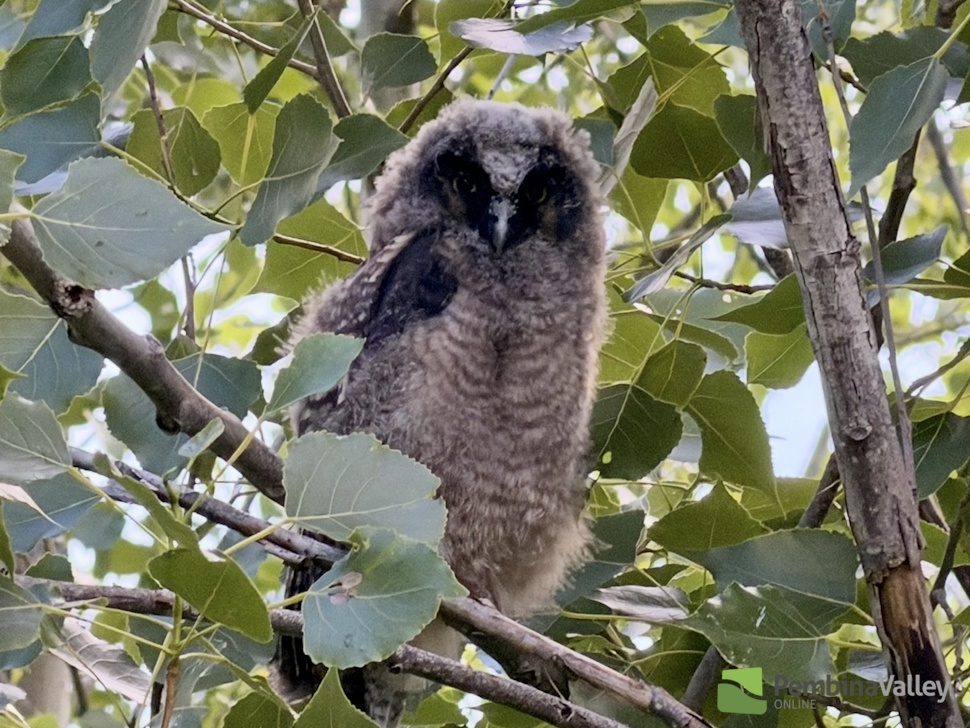 Orphaned long-eared owlet gets second chance thanks to vigilant family - PembinaValleyOnline.com