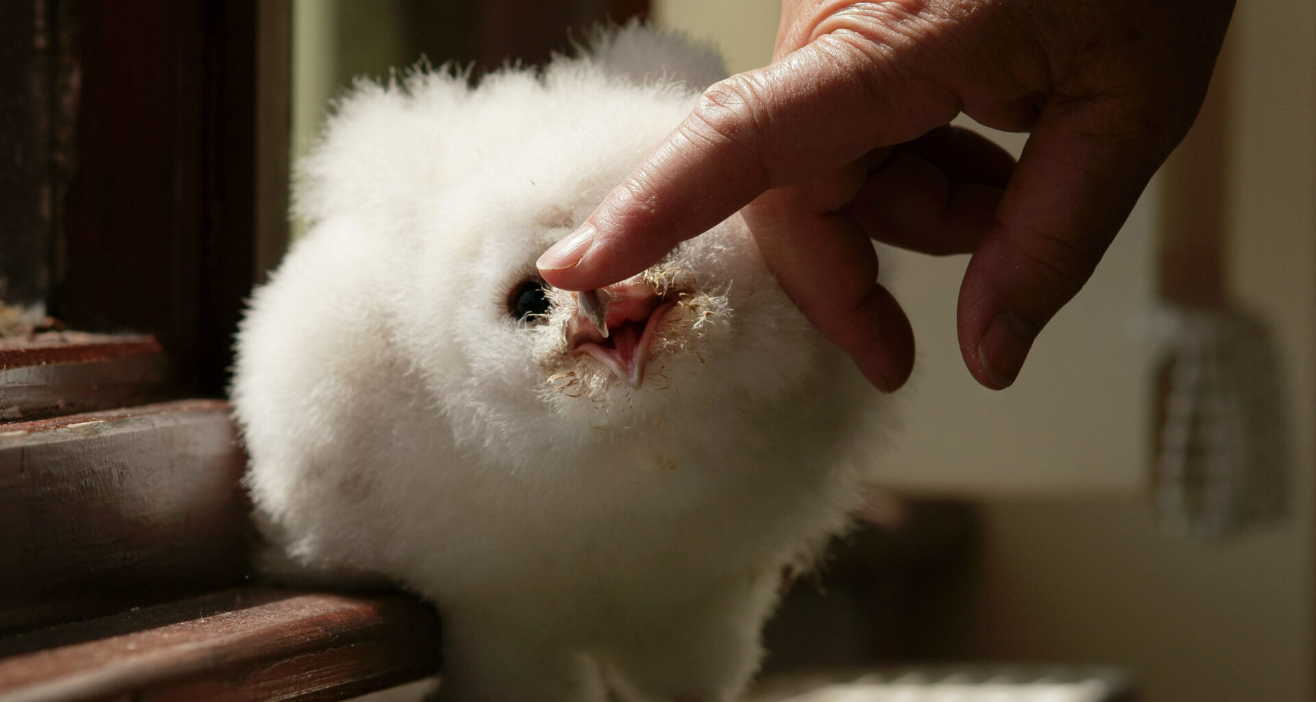 Baby barn owls rescued from a dockside loft