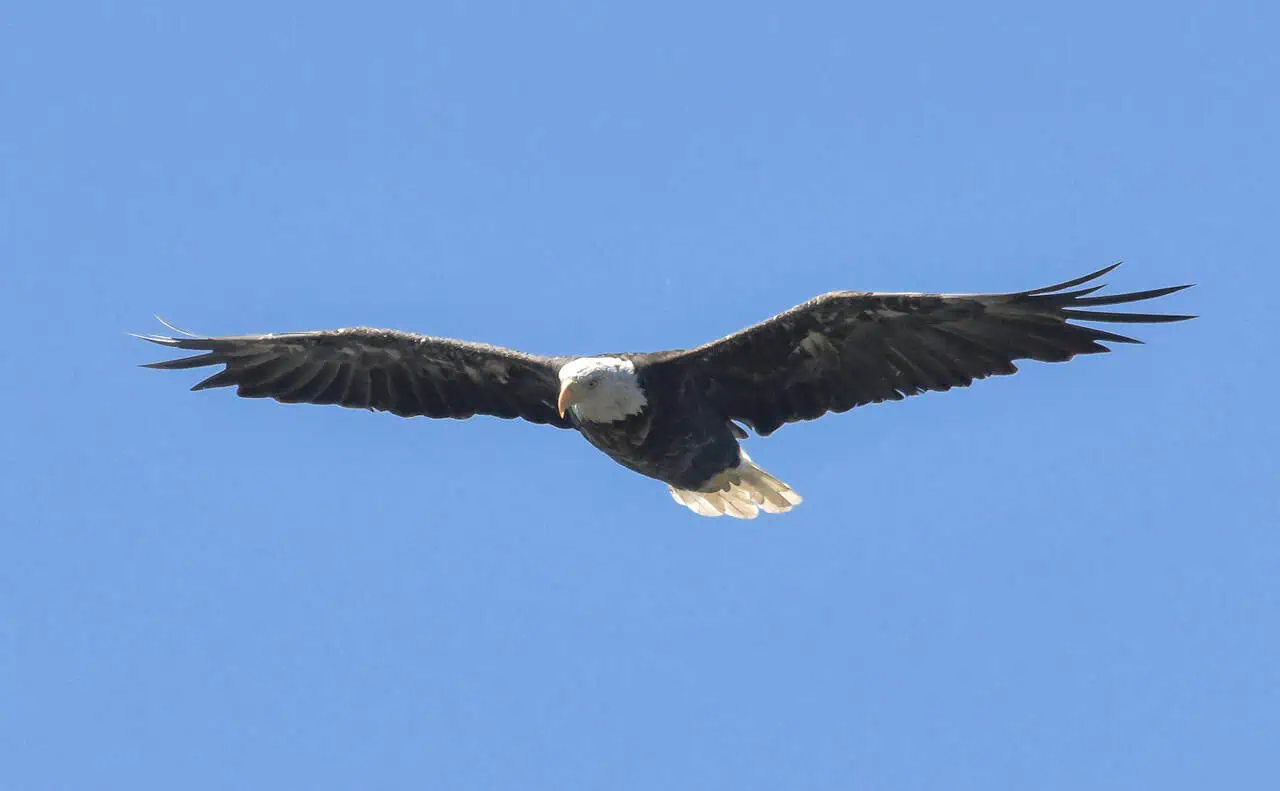 Rare discovery of 2 bald eagles keeps nature lover returning to Mississauga park