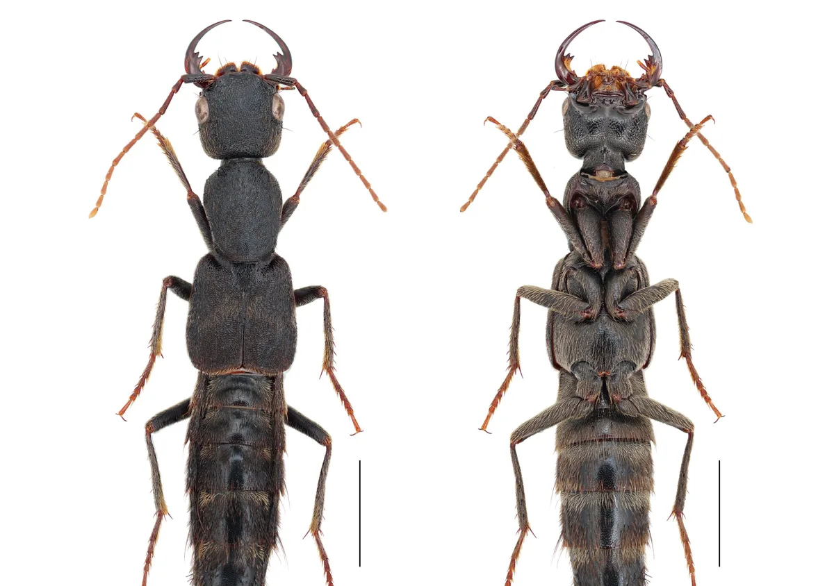 Danish researchers name new beetle genus in Laos after One Piece hero Luffy