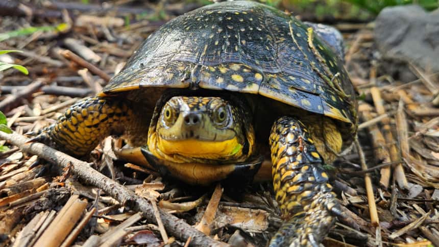 A turtle staring front at the camera, with a bright yellow throat and chin.
