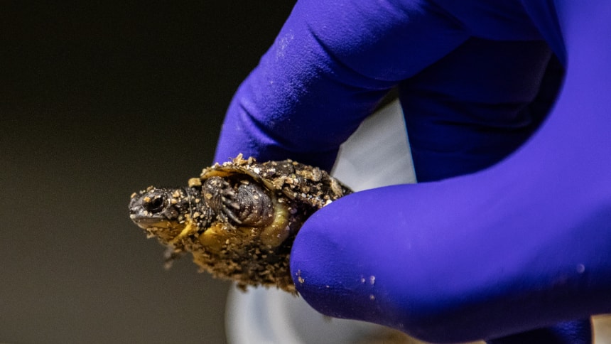 A person holding a very small turtle with their index finger and thumb, wearing blue gloves.