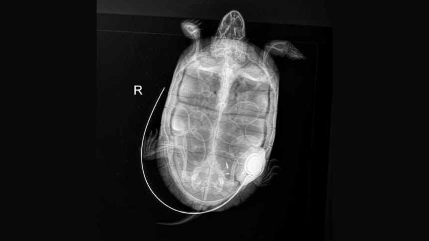 An X-ray of the underbelly of a turtle, and eight eggs visible as well as a transmitter attached to the turtle.