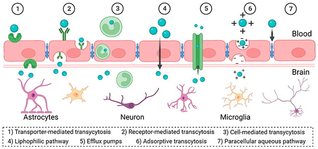 Blood-brain barrier