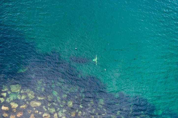 Bowhead whale guide